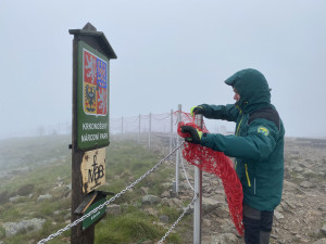 Na Sněžce opět správci rozmístili červené sítě, chrání přírodu před turisty